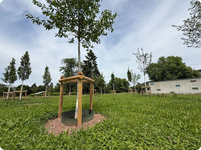 15 Bäume schlagen „Wurzeln der Erinnerung“
