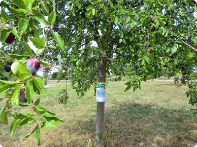 Ernte an Obstbäumen erwünscht