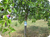 Ernte an Obstbäumen erwünscht