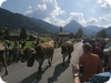 Bregenzerwald: Erst Sonnenuntergang, dann  Alp-Abtrieb mit Volksfest