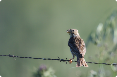 Pflegemaßnahmen für die Artenvielfalt