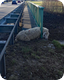 Dramatische Stunden für Schaf an der B 31
