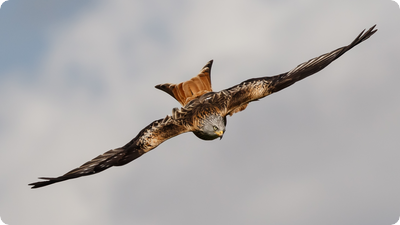 Rotmilane im Biosphärengebiet