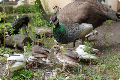 Pfauenweibchen hat Nachwuchs