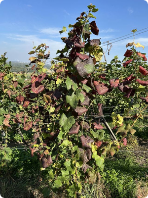 Landkreis erlässt Allgemeinverfügung zur Bekämpfung der Rebkrankheit Flavescence dorée